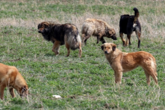 Belediyeden Sahipsiz Köpeklerle İlgili İddialara Yanıt