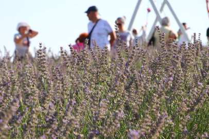 Tekirdağ'da Doğal Stüdyoya Dönüşen Renkli Tarlalar Turizme Katkı Sağladı