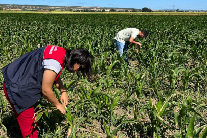 Kırklareli'nde Yerli Mısır Çeşitlerinin Gelişimi İncelendi