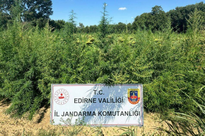 Edirne’de 49 Bin 500 Kök Kenevir Ele Geçirildi