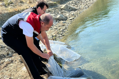 750 Bin Sazan Yavrusu Tekirdağ'daki Göletlere Bırakılacak