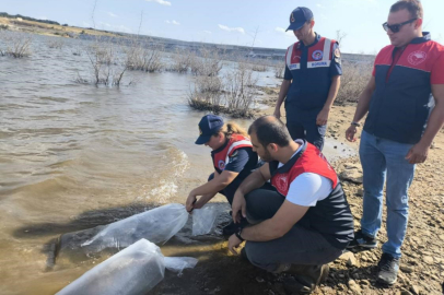 Pınarhisar'da Barajlara Balık Bırakıldı