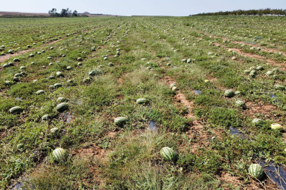 Tekirdağ Dolunun Zarar Verdiği 700 Dönüm Karpuz Tarlada Kaldı