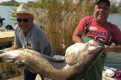 Meriç Nehri'nde 41 Kilogramlık Granyöz Balığı Yakalandı