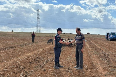 Kırklareli'nde Kaybolan Hayvanlar Dronla Bulundu