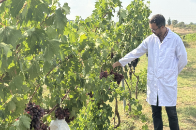 Tekirdağ'da Yetiştirilen 50 Yeni Üzüm Çeşidi Tescil İçin Gözlemlenecek