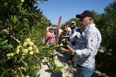 Bozcaada'da Zeytin Hasat Yarışması Renkli Görüntülere Sahne Oldu