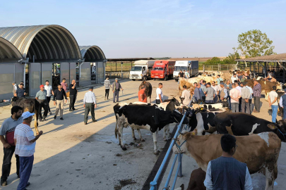 Keşan'da Hayvanların Meraya Çıkartılması Yasaklandı