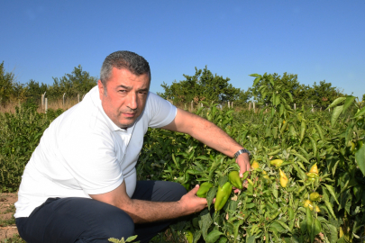 ABD'nin Kapya Biberi Türkiye’den