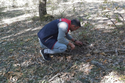 Edirne’de Süne Popülasyonunu Belirlemek İçin İncelemeler Başladı