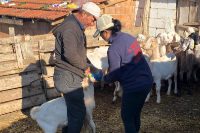 Pınarhisar’da Küpeleme ve Aşılama Çalışmaları Devam Ediyor