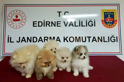 Edirne’de Kaçak Köpek Operasyonu