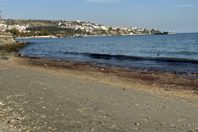 Tekirdağ'da Poyraz Nedeniyle Sahilde Kırmızı Yosun Birikti