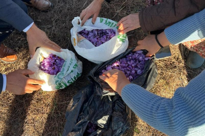 Tekirdağ'da İlk Safran Hasadı Yapıldı