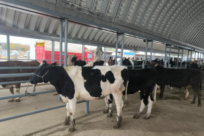 Edirne’de Hastalık Nedeniyle Kapatılan Canlı Hayvan Pazarı Yeniden Açıldı