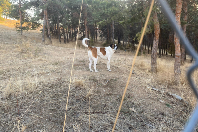 Evine Dönen Akademisyene Köpekler Saldırdı