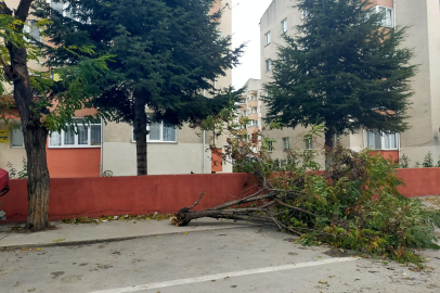 Edirne'de Devrilen Ağaç Araca Zarar Verdi