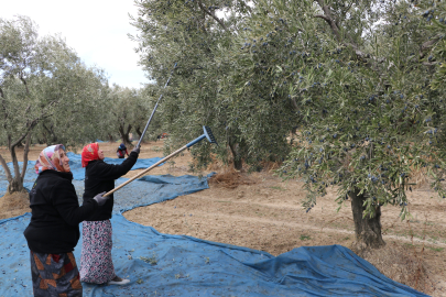 Tekirdağ'da Zeytin Hasadı Sürüyor