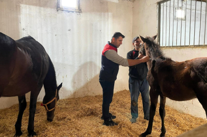 Kırklareli’nde Safkan Atlar Aşılandı