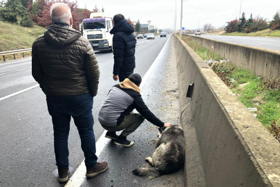 Çarptığı Yaralı Köpeği Sevdi, Başından Ayrılmadı