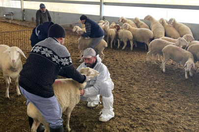 Kırklareli’nde Hastalıktan Ari İşletme Çalışmaları Devam Ediyor