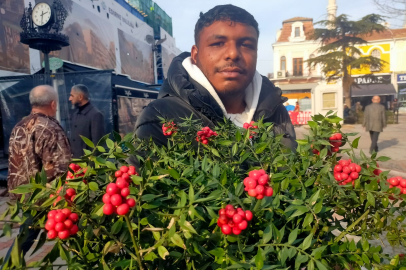 Kokina Çiçeğine Yoğun Talep