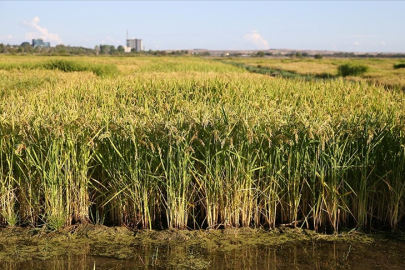 Edirne'de Çeltik Ekim Alanları Nehir ve Barajlardaki Su Seviyesine Göre Belirlenecek