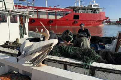 Tekirdağ'da Pelikan "Garip", Balıkçı Barınağının Maskotu Oldu