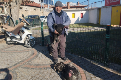 Edirne’de Hindiler Elde Kaldı