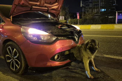 Kendisine Çarpan Otomobilin Tamponuna Sıkışan Köpeği İtfaiye Kurtardı