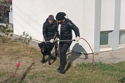 Edirne Belediyesi Sokak Köpeklerini Topluyor