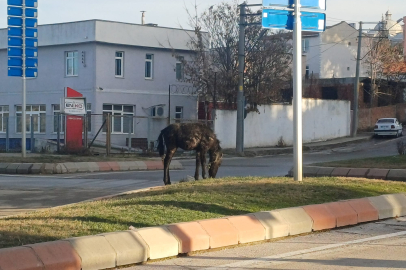 Edirne'de Kavşakta Sevimli Davetsiz Misafir