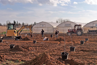 Tekirdağ'da 500 Meyve Fidanı Toprakla Buluşuyor