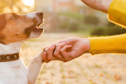 Lüleburgaz’da "Köpek Eğitim Merkezi" Projesi