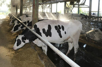 Edirne Türkiye'nin "Damızlık Düve Üretim Merkezi" Olacak