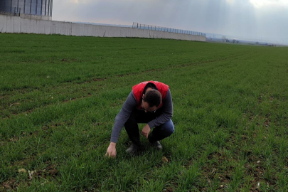 Pınarhisar'da Buğday Ekiliş Alanları İncelendi