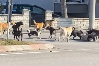 Edirne’de Köpeklerin Kavgası Korkuttu