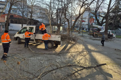 Kırklareli Belediyesi'nden 100. Yıl Caddesi'nde Ağaç Budama Çalışması