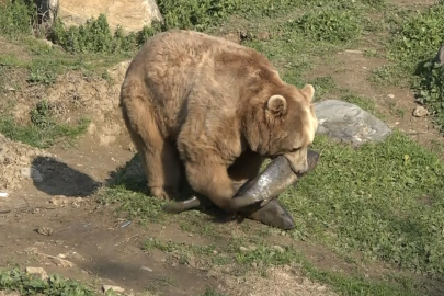 Uykusu Kaçan Ayılar, 9 Kiloluk Levrekleri Afiyetle Midelerine İndirdi