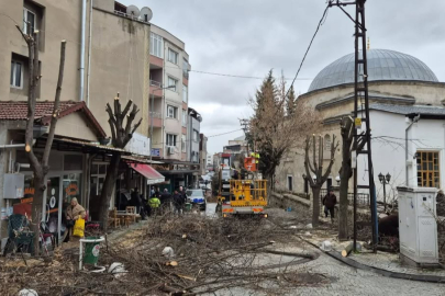 Kırklareli Belediyesi'nden Ağaç Budama Çalışmaları