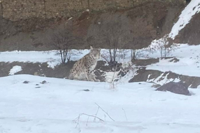 Kırmızı Listedeki Vaşak Elazığ’da Görüldü