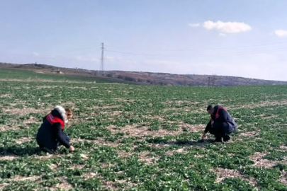 Kırklareli’nde Kanola ve Buğday Tarlalarında Fenolojik Gözlem Yapıldı