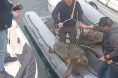 Çanakkale Boğazı'nda Yolunu Şaşıran Caretta Caretta Yat Limanına Girdi