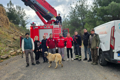 Çanakkale'de Dağlık Alanda Mahsur Kalan Köpek Kurtarıldı