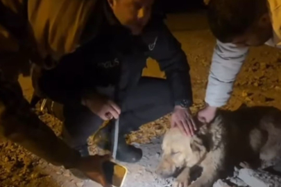 Ağzı Bağlanan Köpeği, Polis ve Vatandaşlar Kurtardı