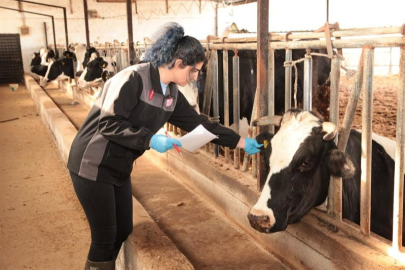 Şap ve Brusella Aşı Kampanyası Çanakkale'de Başladı