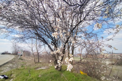 Edirne'de Badem Ağaçları Çiçek Açtı