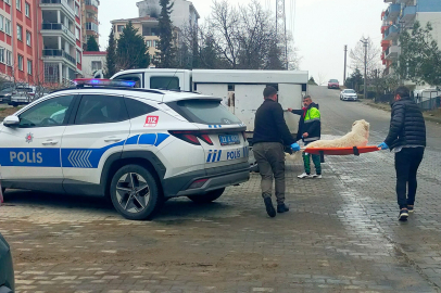 Edirne'de Köpeklerin Toplanmasına Mahalleli Tepkisi