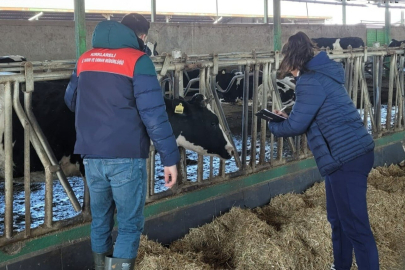 Babaeski’de Büyükbaş Hayvanlar İçin Şap Aşılama Çalışmaları Devam Ediyor