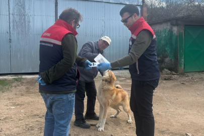 Edirne'de Sahipli Hayvanlara Yönelik Aşılama ve Çip Uygulamaları Sürüyor